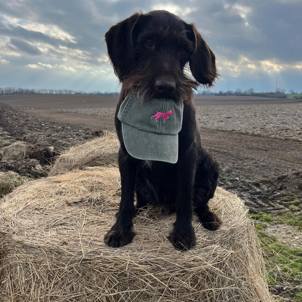 Caps Deutsch Drahthaar